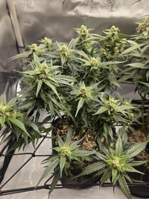 Project: Tropical Punch Run. Week 9