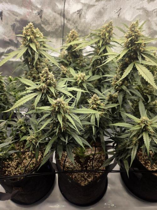 Project: Tropical Punch Run. Week 9