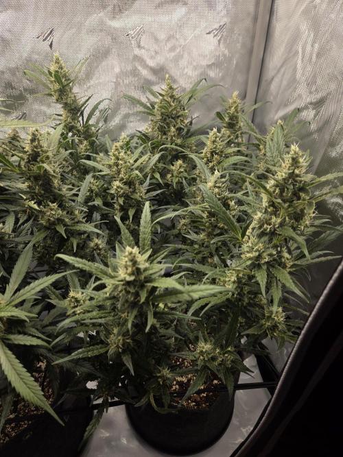 Project: Tropical Punch Run. Week 9
