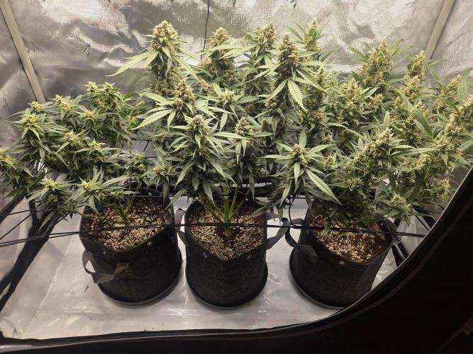 Project: Tropical Punch Run. Week 9