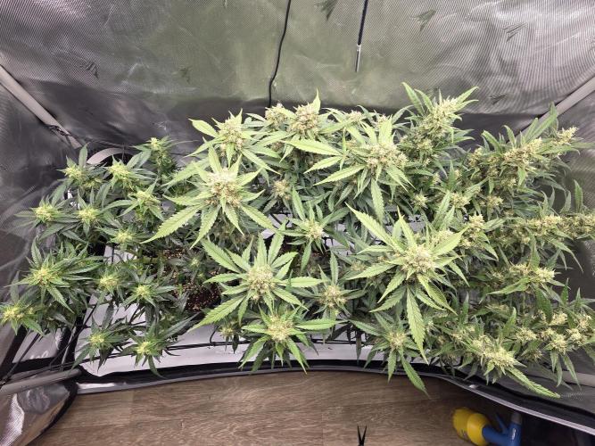 Project: Tropical Punch Run. Week 9