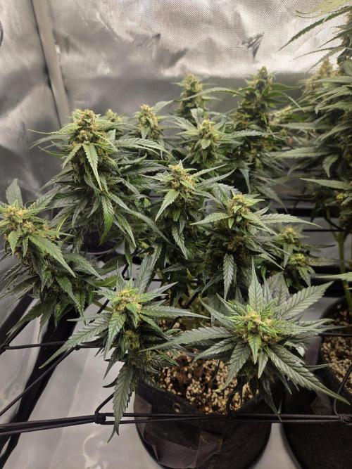 Project: Tropical Punch Run. Week 9