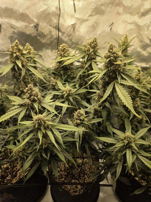 Project: Tropical Punch Run. Week 9