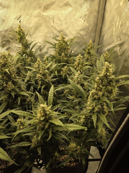 Project: Tropical Punch Run. Week 9