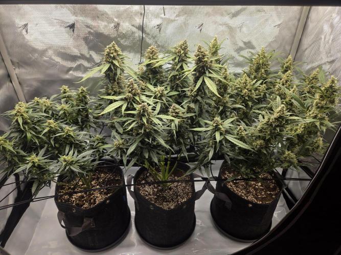 Project: Tropical Punch Run. Week 9