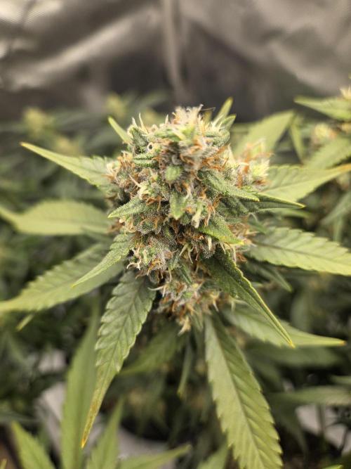 Project: Tropical Punch Run. Week 9