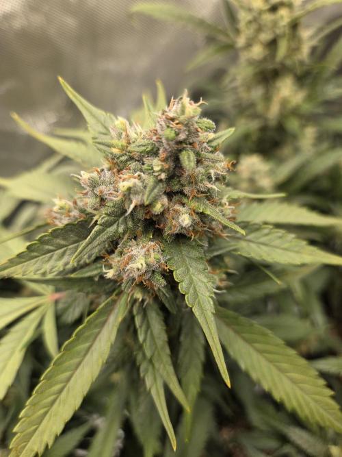 Project: Tropical Punch Run. Week 9