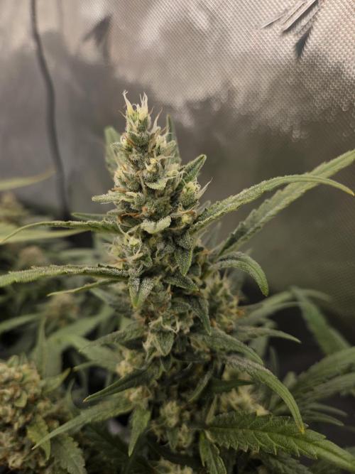 Project: Tropical Punch Run. Week 9