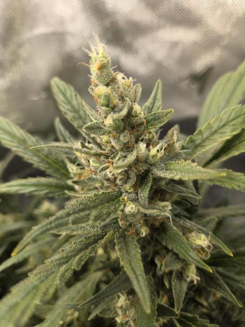 Project: Tropical Punch Run. Week 9