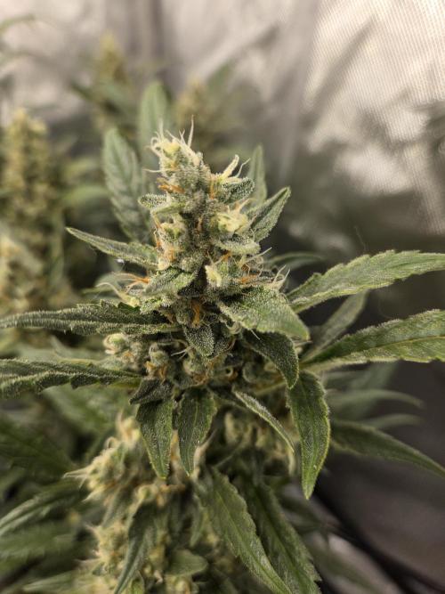 Project: Tropical Punch Run. Week 9