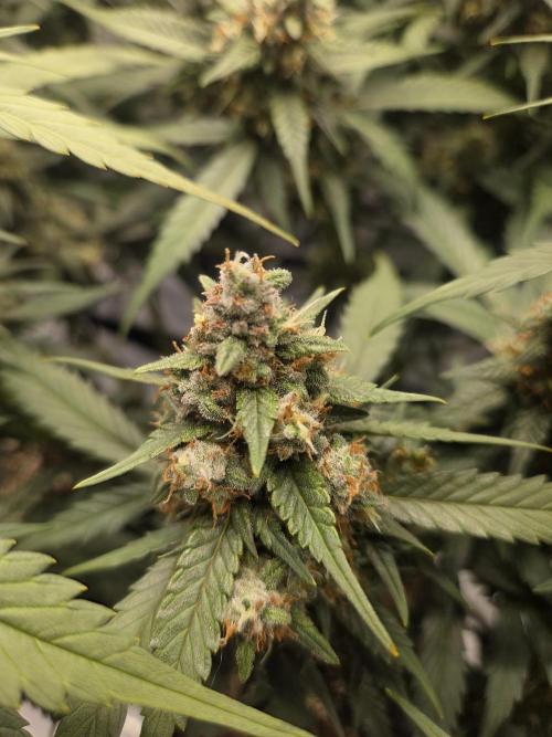 Project: Tropical Punch Run. Week 9