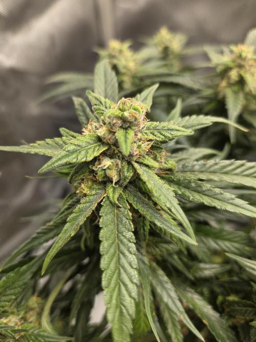 Project: Tropical Punch Run. Week 9