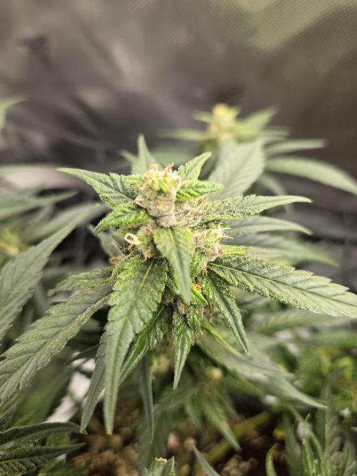 Project: Tropical Punch Run. Week 9