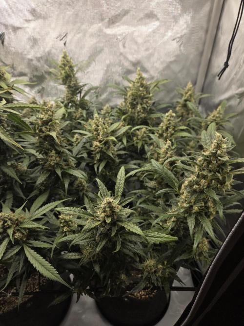 Project: Tropical Punch Run. Week 10