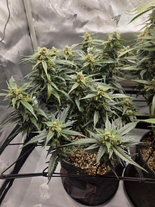 Project: Tropical Punch Run. Week 10