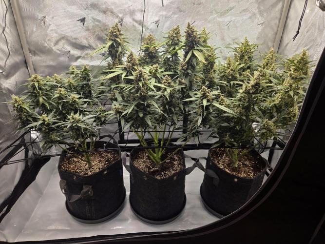 Project: Tropical Punch Run. Week 10