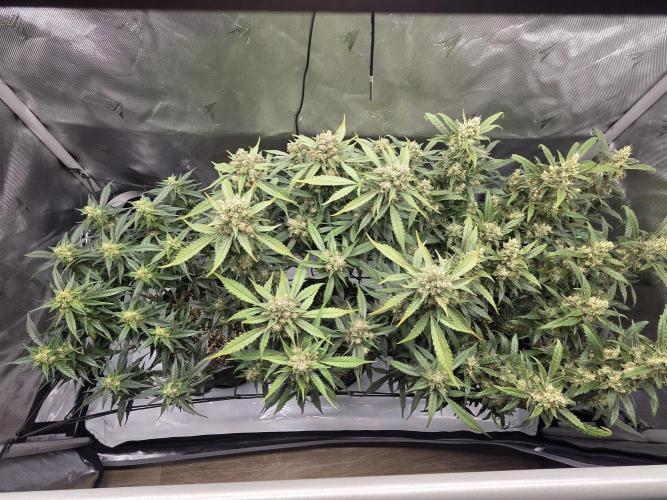 Project: Tropical Punch Run. Week 10