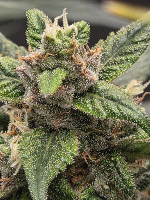 Project: Tropical Punch Run. Week 10