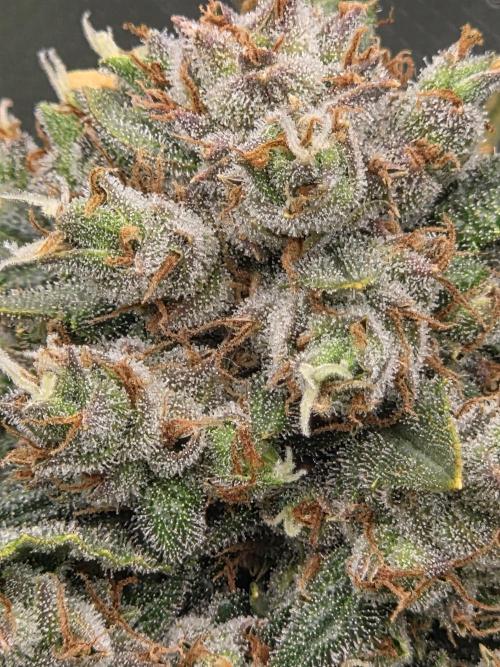 Project: Tropical Punch Run. Week 10
