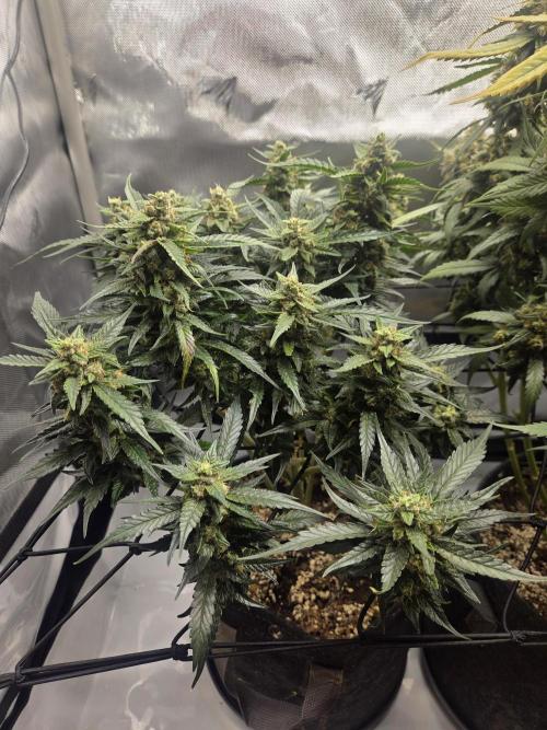 Project: Tropical Punch Run. Week 10