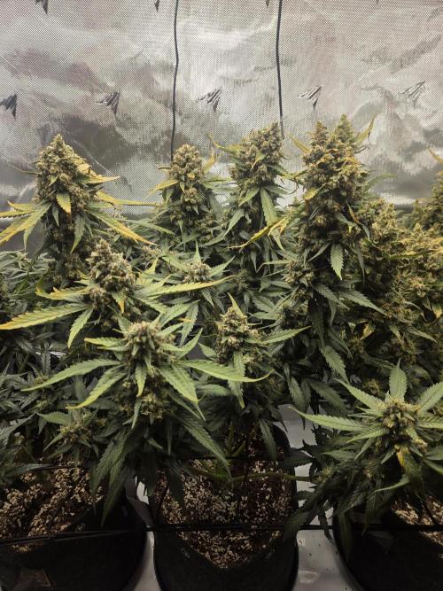 Project: Tropical Punch Run. Week 10