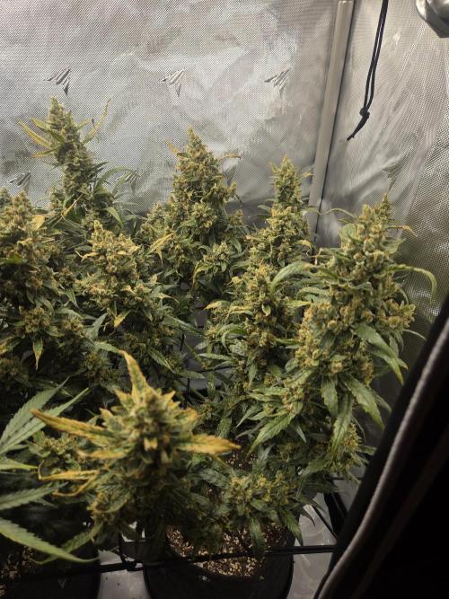 Project: Tropical Punch Run. Week 10