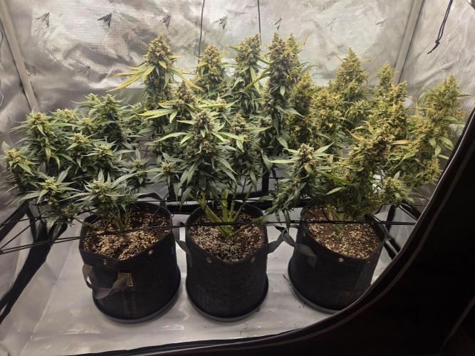 Project: Tropical Punch Run. Week 10