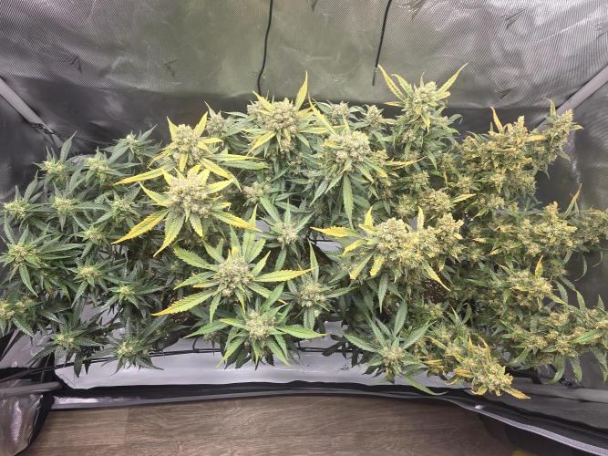 Project: Tropical Punch Run. Week 10