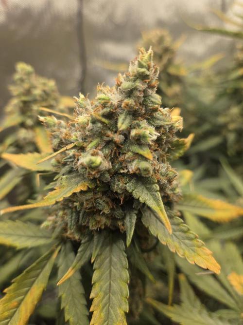 Project: Tropical Punch Run. Week 10