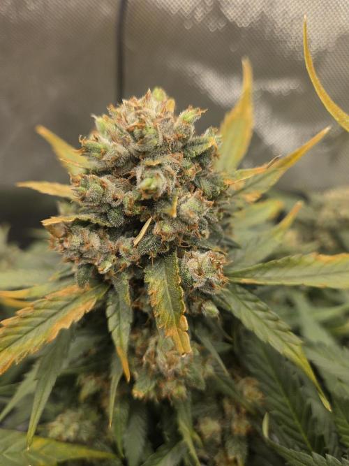 Project: Tropical Punch Run. Week 10