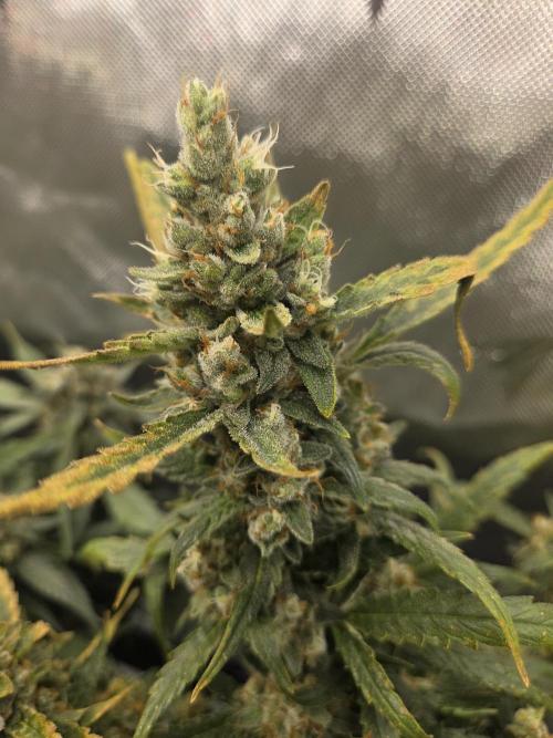 Project: Tropical Punch Run. Week 10
