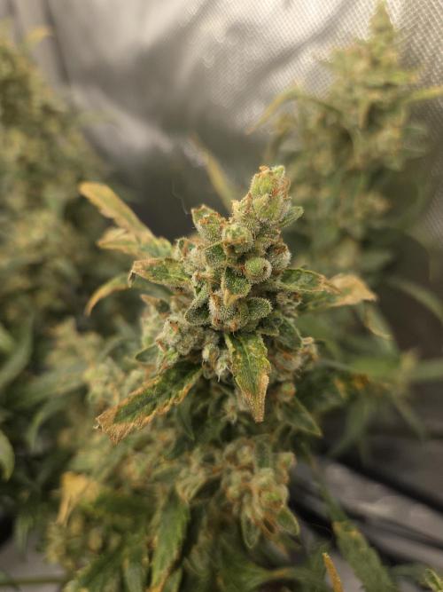 Project: Tropical Punch Run. Week 10