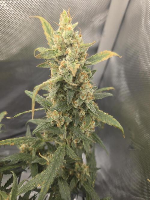Project: Tropical Punch Run. Week 10