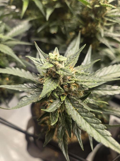 Project: Tropical Punch Run. Week 10