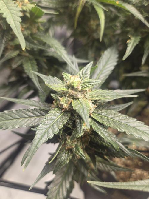 Project: Tropical Punch Run. Week 10