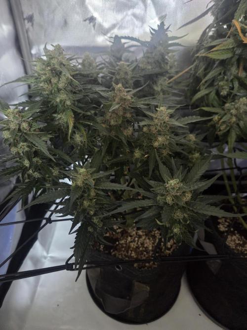 Project: Tropical Punch Run. Week 11