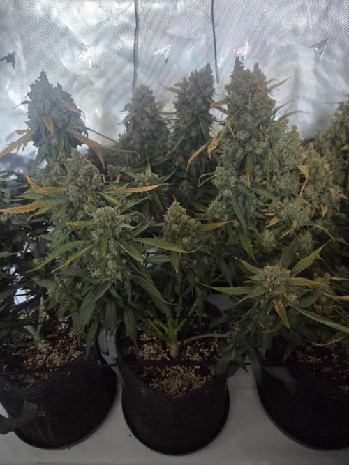 Project: Tropical Punch Run. Week 11