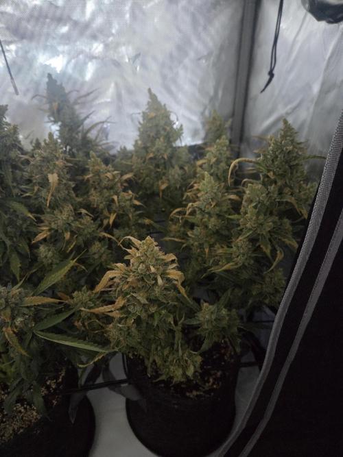 Project: Tropical Punch Run. Week 11
