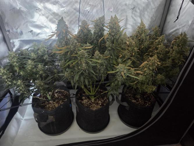 Project: Tropical Punch Run. Week 11
