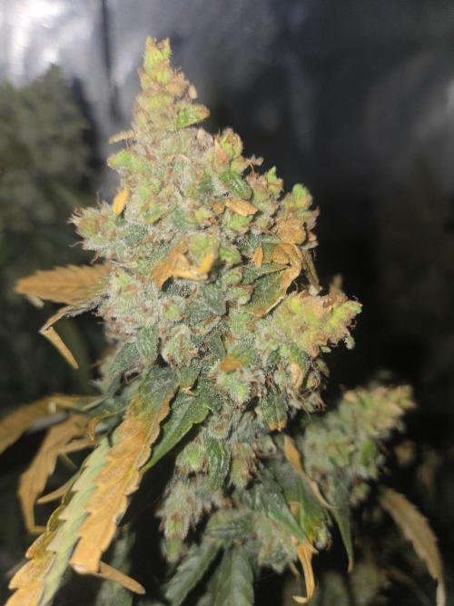 Project: Tropical Punch Run. Week 11