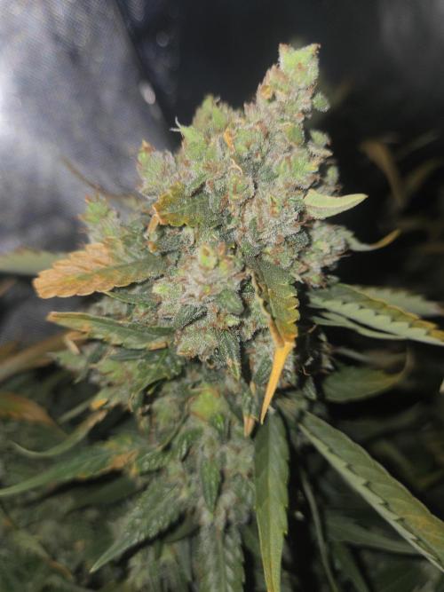 Project: Tropical Punch Run. Week 11