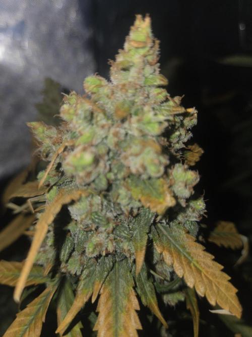 Project: Tropical Punch Run. Week 11