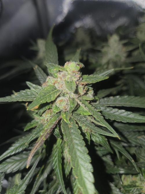 Project: Tropical Punch Run. Week 11