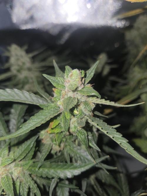 Project: Tropical Punch Run. Week 11