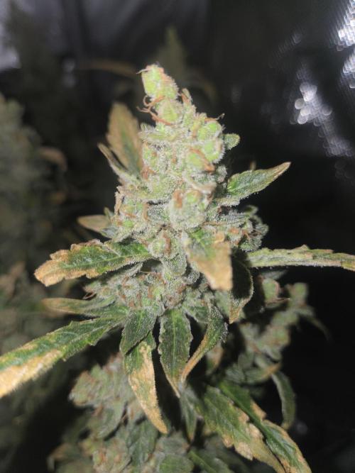 Project: Tropical Punch Run. Week 11