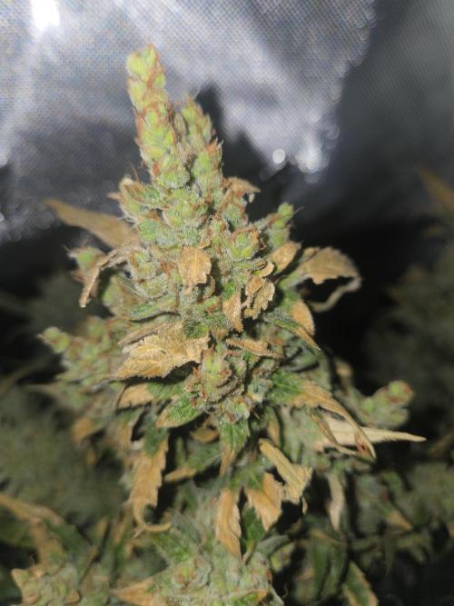 Project: Tropical Punch Run. Week 11