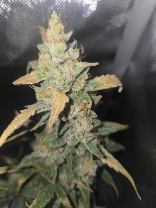 Project: Tropical Punch Run. Week 11