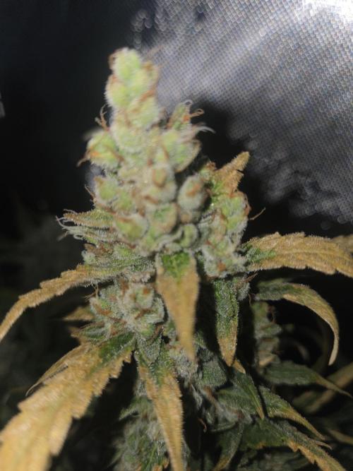 Project: Tropical Punch Run. Week 11