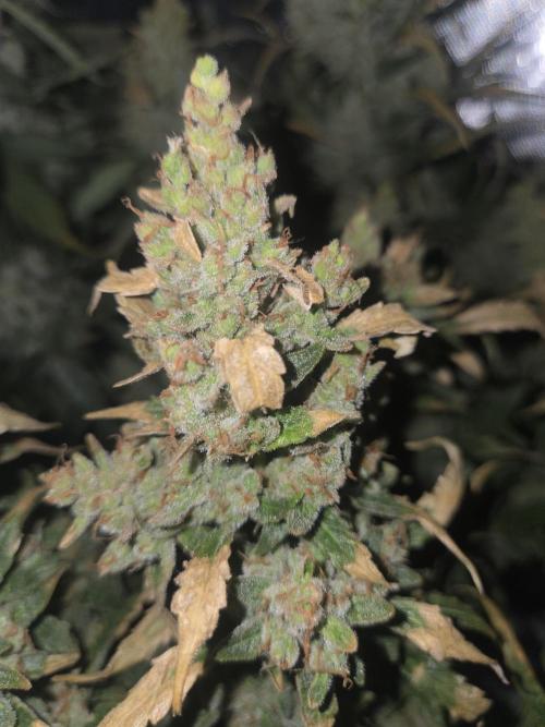Project: Tropical Punch Run. Week 11