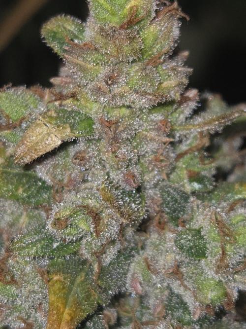 Project: Tropical Punch Run. Week 11